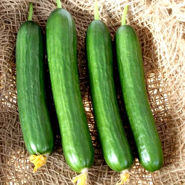 Beth-Alpha-cucumber-opt