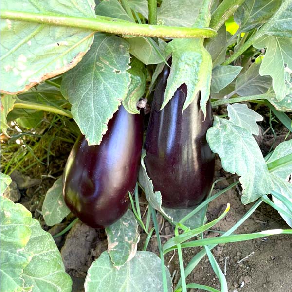 Eggplant-cat-image3-opt
