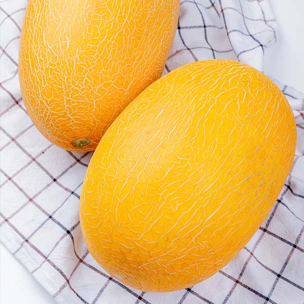 Melon-cat-opt