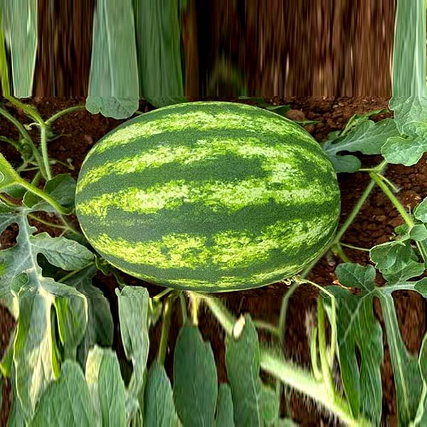 crimson-watermelon-opt