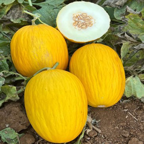 Canary-Melon-opt