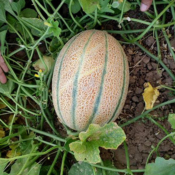 Italian-netted-Melon-opt