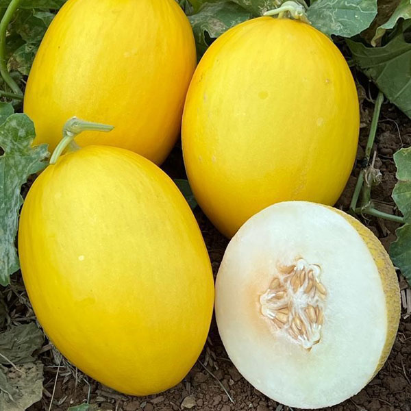 Melon-Galia-ME0321