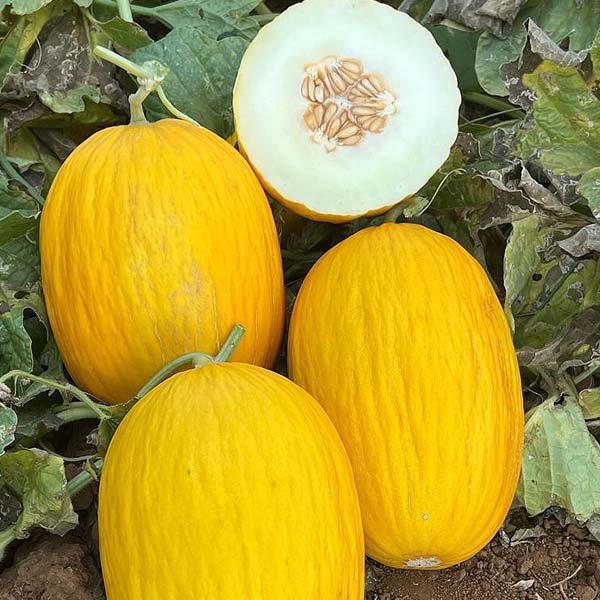 Melon-Galia-ME0322