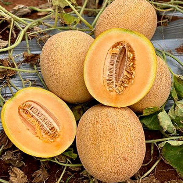 Orange-ananas-Melon-opt