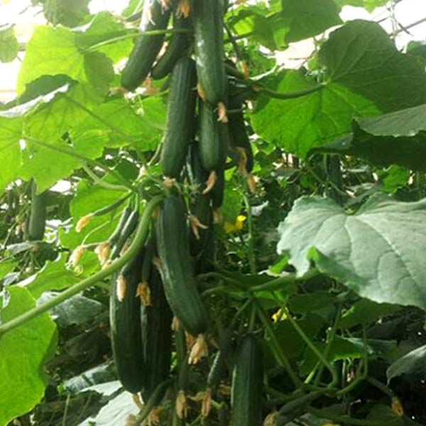 cucmber-CUI0812-opt