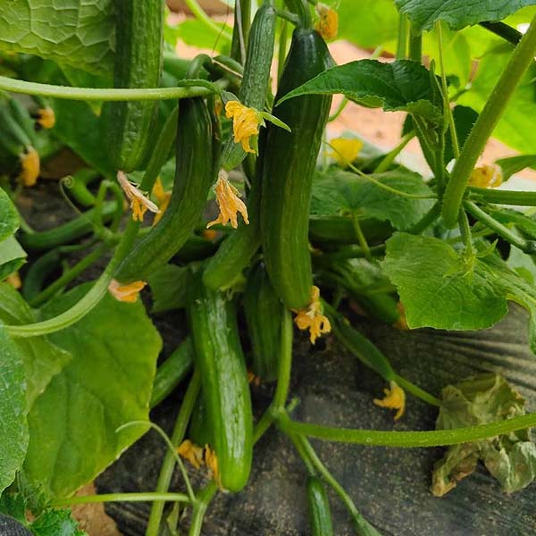 cucmber-CUI0818-opt