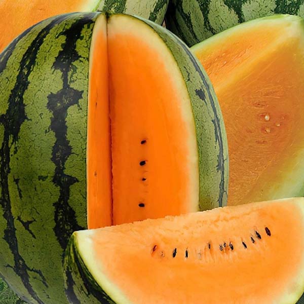 Watermelon-WN0214-opt