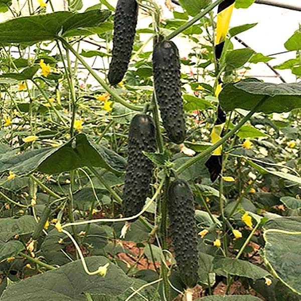 cucmber-CUI0850-opt2